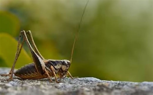 Cricket sounds, black screen, 8 hours, for sleep and meditation.