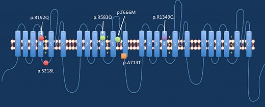 What is CACNA1A? — CACNA1A Foundation