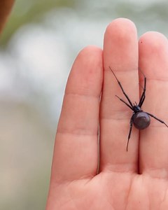 2M views · 14K reactions | Black Widow Challenge! | Brave Wilderness | Facebook