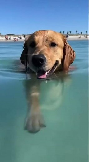 Dog in the sea – Happy bathing on the beach! #dog #beach #summer #sea #animals #pets #viral #omg