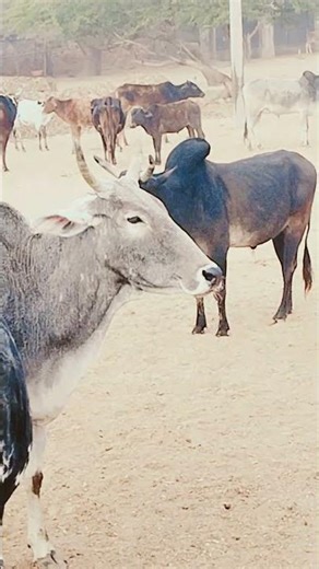 जय गौ माता #love #song #cow #tseries #live #animals #nayenawelidulhanparpehledin #ekmotahathighumec