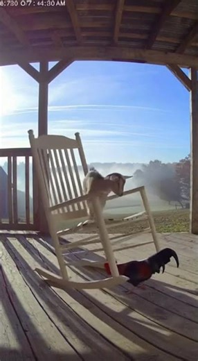 Goat vs Rooster – Funny Farm Showdown!#GoatVsRooster #FunnyAnimals #CCTV #AnimalFight #Shorts