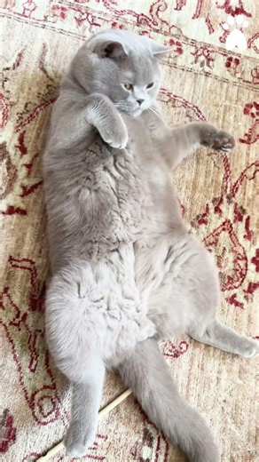 @Obi.toe.beans didn’t always have a partner in crime…