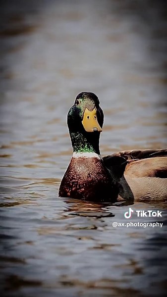 Spring Break 🌱📸 #canon #wildlife #husky #goose #wildlifephotography #photography #nature #cat #hummingbird #duck