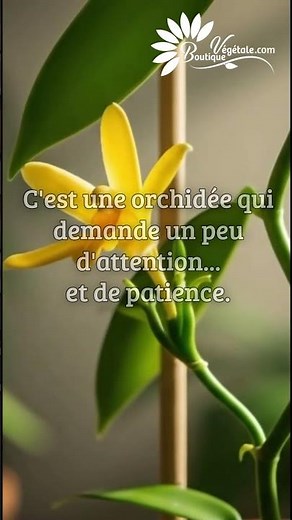 L'orchidée Vanille, LA plante exotique incontournable ! 💚
