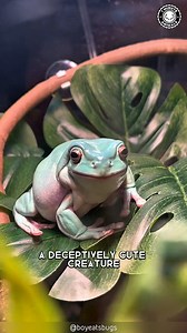182K views · 7K reactions | White Tree Frog  It Looks FAKE! | 1 Minute Animals Chubby, calm, and always smiling The color, the face, the little fingers... It’s like a cartoon come to life. #whitetreefrog #treefrog #frogs #froglife #frogsofinstagram | 1 Minute Animals | Facebook