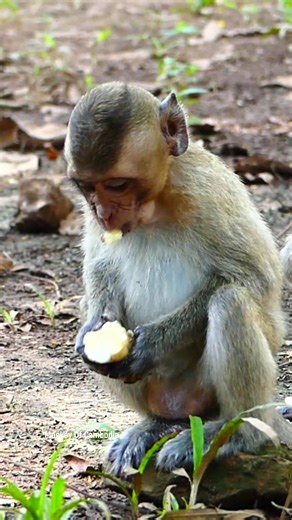 9.6K views · 225 reactions | Tiny Baby Monkeys Delightfully Eating Bananas, Full of Innocent Curiosity and Playfulness, Capturing the Pure Joy of Wildlife as They Explore, Interact, and Charm Viewers with Their Sweet, Endearing Behavior. #fypviralシ #cute #monkey #monkeys #animal #babymonkey #reel #facebookviral #fblifestyle | Monkey Of Cambodia | Facebook