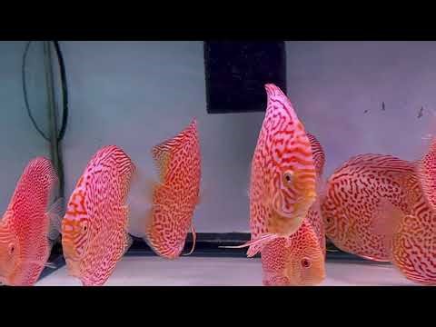 4.5-5.0" Albino Eruption and 5.0-5.5" Albino Leopard