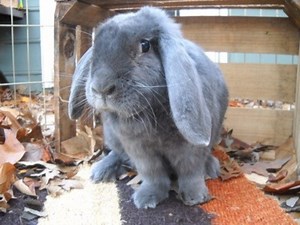 The Bunny with a Bright Red Bow