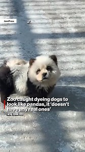 2.3M views · 10K reactions | Zoo visitors were bamboo-zled to discover a panda exhibit was actually dogs dyed black and white.  | New York Post | Facebook