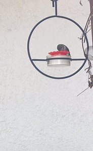 Hummingbird fight for food #Hummingbirdlove #hummingbird #reel #animals #videobird #viral #bird #nature #animais | Hummingbird Love