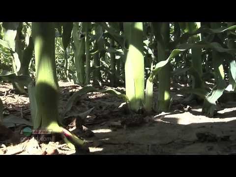 Plant Population & Row Spacing #664 (Air Date 12/26/10)