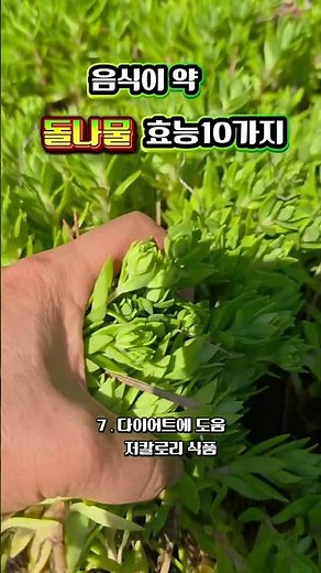 돌나물 효능 10가지와 영양성분