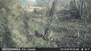 6.9K views · 97 reactions | Who uses their Moultrie cameras to monitor predators for winter trapping and hunting? : Bear Hunting Magazine | Moultrie Products | Facebook