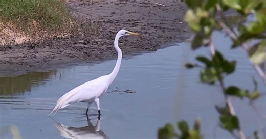 Inside Ten Thousand Islands: The 35,000-acre wildlife refuge hiding in plain sight
