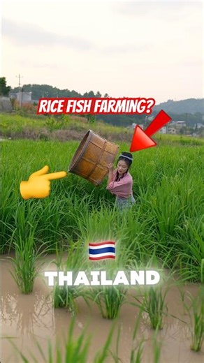 Why Thai Farmers Release Fish Into Their Rice Fields (Crazy Smart!)