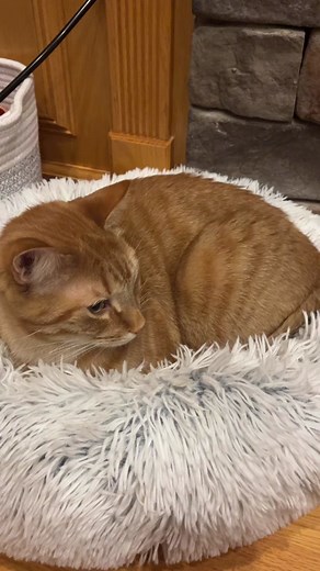 Chuck and Callie 🐈‍⬛🐈 (@chuck_and_callie)’s videos with original sound - Freckles&Snowball