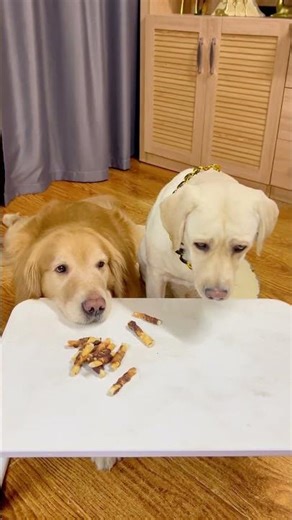 Doggo: Something's wrong! I demand a rematch! #FunnyDogs #CutePets #Pets #Funny #Labrador