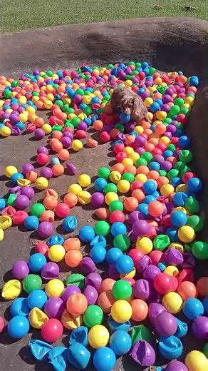 Poochie 🥰🥰🥰