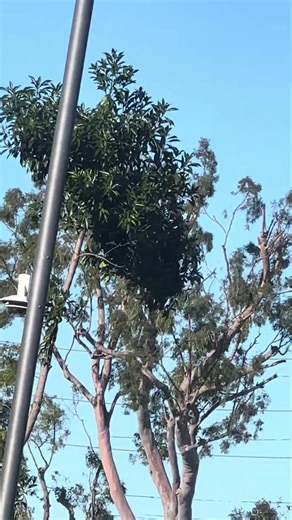 ITA Airways taking off from LAX