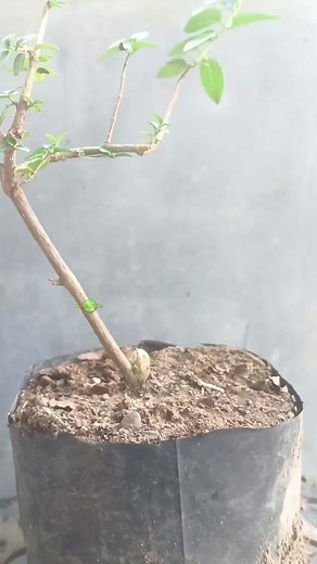Proses Pembuatan Bonsai Sancang dari Nol
