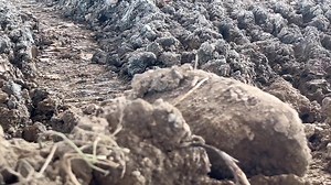 Henglong 1/16 Tiger I RC tank.#rc #rcmodel #tank #rctank #Henglong | Henglong rc tank service provider-toucanhobby