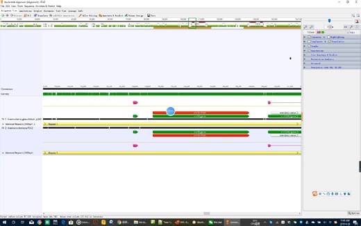 Geneious中进行叶绿体基因组注释