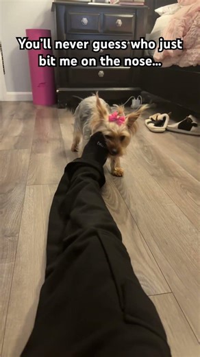 Can I file a restraining order against a puppy? #fypシ #real #shorts #relatable #trending #viral #fyp