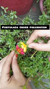 Discover the beauty of cross-pollination in Portulaca! 🌼✨ Attracting bees and butterflies can enhance genetic diversity and lead to vibrant blooms. Try manual pollination for even better results! #gardenizi #Portulaca #CrossPollination #GardeningTips | Top Gardening Tips