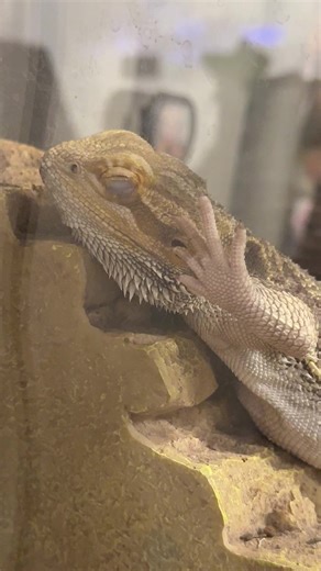 Capturing the Beauty of Bearded Dragons