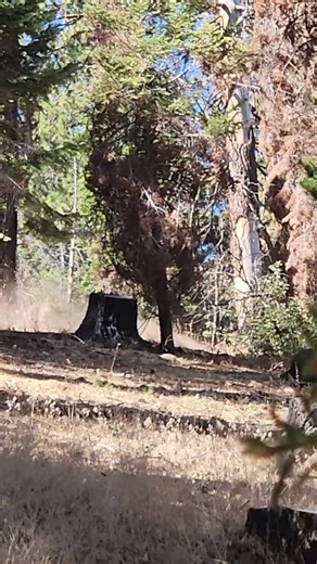open season 2026 #deerhunting