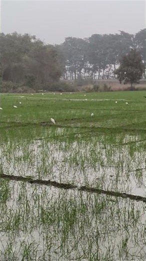 गांव का मौसम #villagelife गाँव का जीवन #happymod #trandingshorts #reels