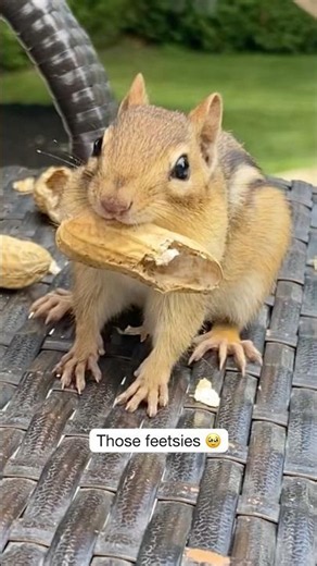 Mama chipmunk brought her baby to meet me 😍❤️