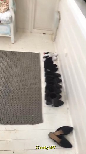 Cutes himself outa everything 😇#petstory #hidde | Chantyb97