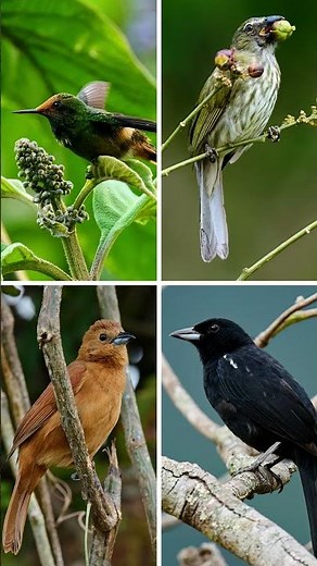 Explore Panama’s Tropical Wonders | 15-Day Wildlife Safari | March 2025