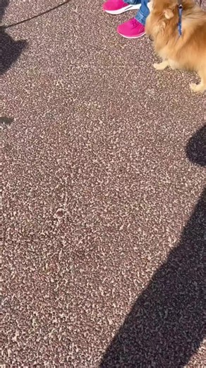 Neighbourhood Animals on TikTok