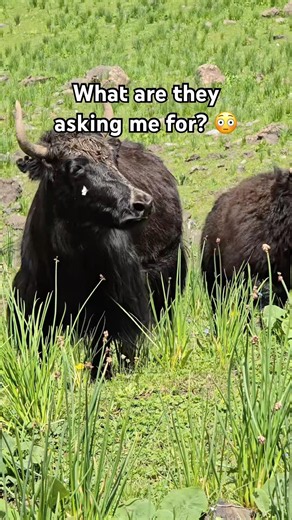 What are yaks actually talking about? 🤫 #wildlife