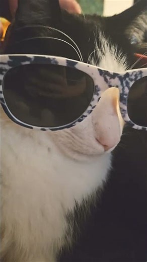 funny kitty #rap #spongebob #music #funnyvideo