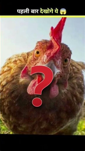 डायनासोर और मुर्गी के बीच क्या संबंध है?...😱#short_ #facts