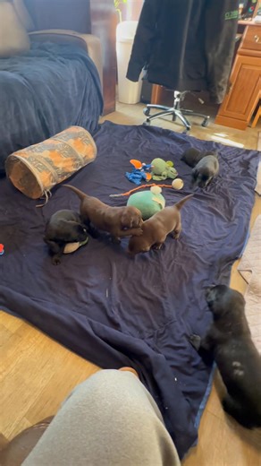 2.1K views · 45 reactions | The little chocolate boy got to meet his new family. The Leah Sires family. They decided to name him Jack. And I think Jack and their little boy are going to be great friends. | Avas Akc Labradors | Facebook
