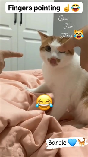 Are you ready with theirs attack mode 🤣 One two three go show up your fingers pointing 👇 I love their reaction very much ❤️ #cat #barbiecatlover #kitten #petlovers | Barbie Nathazha