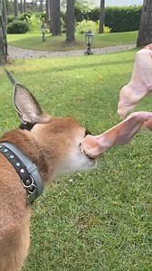 7K views · 30 reactions | Pumba floppa #pet #pumba #petlovers #animallover | pumba floppa | Facebook