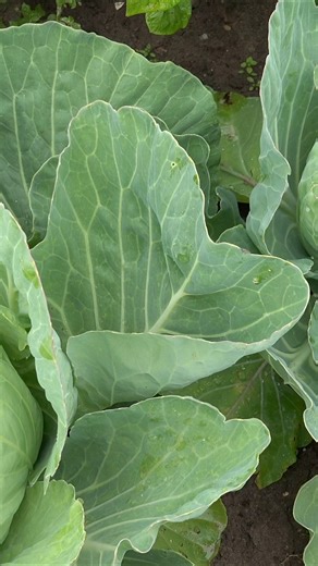 70K views · 276 reactions | Health Benefits of Cabbage Leaves #tips #gardening #plants #medicinalplants #medicinal #shorts #DidYouKnow #facts | Plants and gardening | Facebook