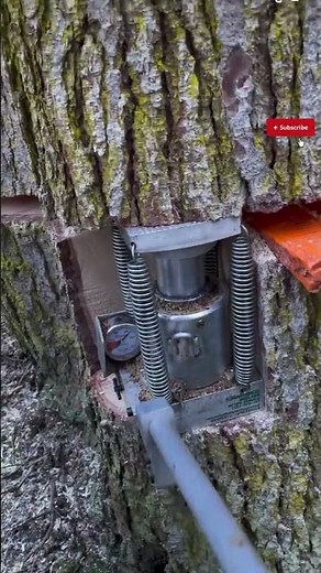 Hydraulic Tree Jack for Controlled Tree Felling