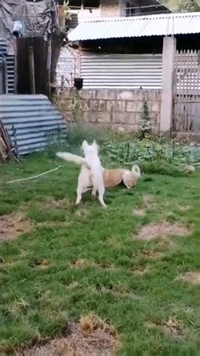 Cute & Fun Dog Moments / Two Happy Dogs Playing Together 🐶💛