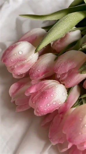 Deep Red Ecuadorian Roses Pure Elegance