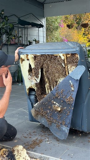 Scott Whitaker on Instagram: "I ripped open an armchair and found 40,000 bees inside. 🐝 This hive was only 15 days old, but the bees had already built a huge amount of honeycomb. Once a swarm finds shelter, it moves fast, producing wax, building comb, and raising brood almost immediately. 🐝 It’s a perfect example of how efficient bees are at turning any safe space into a new home. So if you ever see a few bees coming from a wall or a piece of furniture, don’t block it up. There’s usually an en
