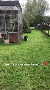 Meet Smithy on his first adventure getting used to his surroundings here at Foal ❤️ | Foal Farm Animal Rescue Centre