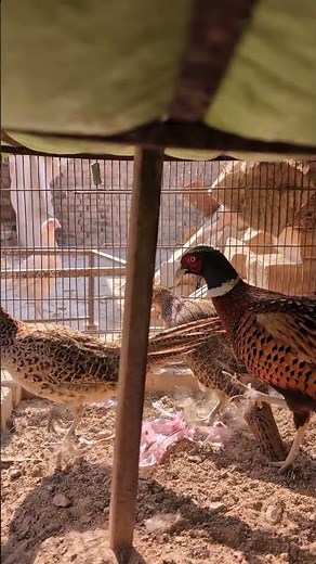 Stunning Ring-Necked Pheasant Pair: Male vs Female Colors