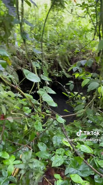 Found this in Portland Jamaica any thing you throw in here come out at sea it’s called a sea ball hole dont walk here at night 😳#sinkhole #viral #jamaica #forest #environment #life #876 #fyp